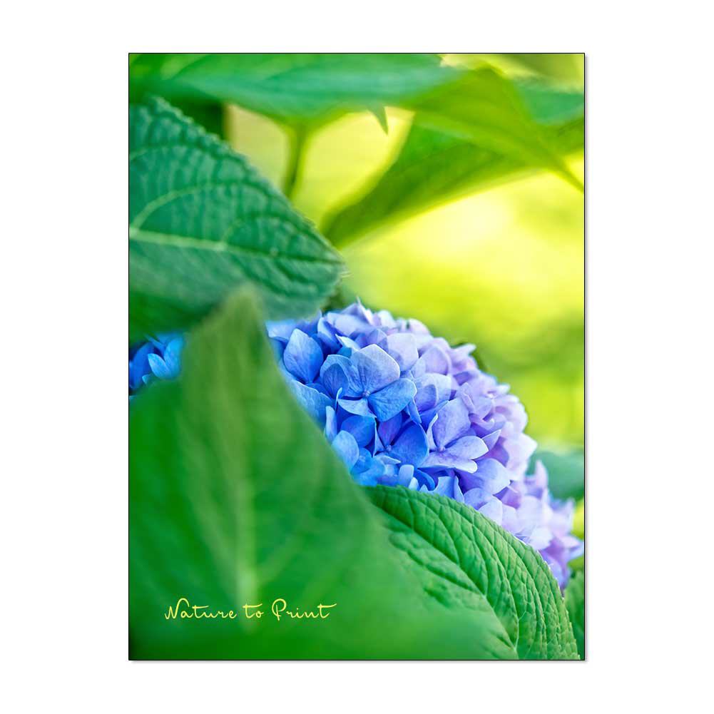 Blue Surprise Blumenbild auf Leinwand, Kunstdruck, Acrylglas, Alu, Kissen