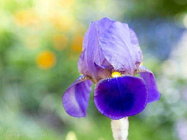 Iris, Blumenbild