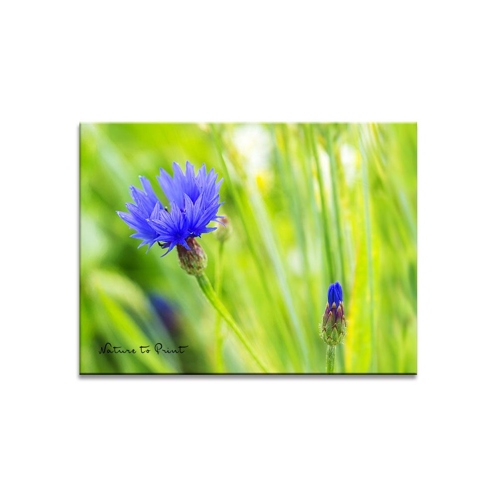 Kornblume im Mohnfeld  Blumenbild auf Leinwand, Kunstdruck oder FineArt