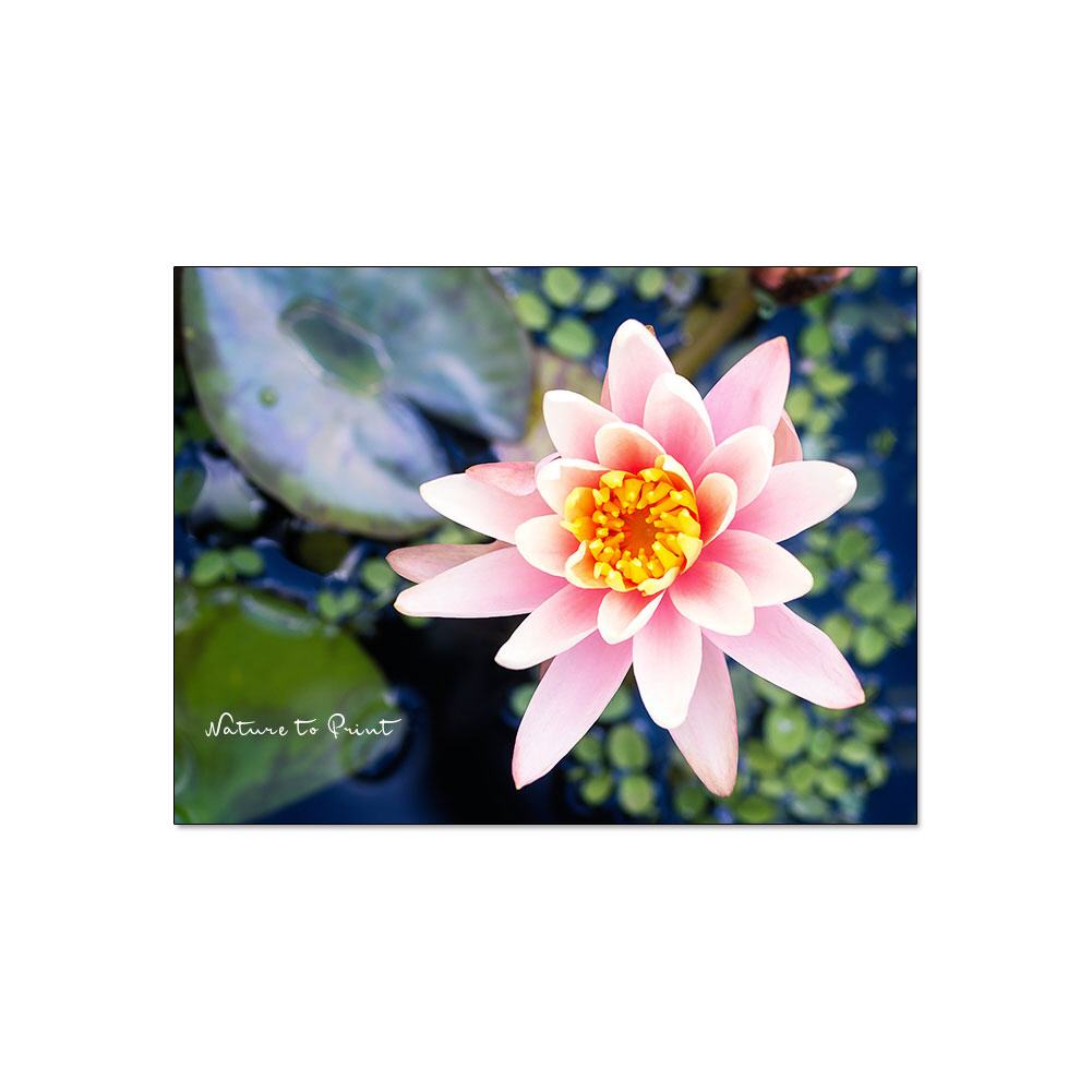 Kleine Rosa Seerose  | Blumenbild auf Leinwand, Kunstdruck, FineArt, Acrylglas, Alu-Dibond, Blumenkissen, Fototapete