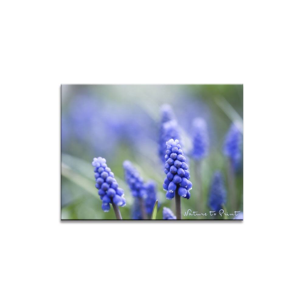 Blaues Frühlingswunder  Blumenbild auf Leinwand, Kunstdruck, Acrylglas, Alu, Kissen